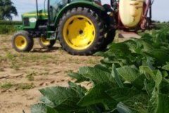 Spraying soybean breeder plots