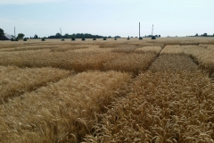 20190718_100949_resized