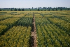 IMG_20200703_212433_335