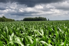 IMG_20210628_225231_702