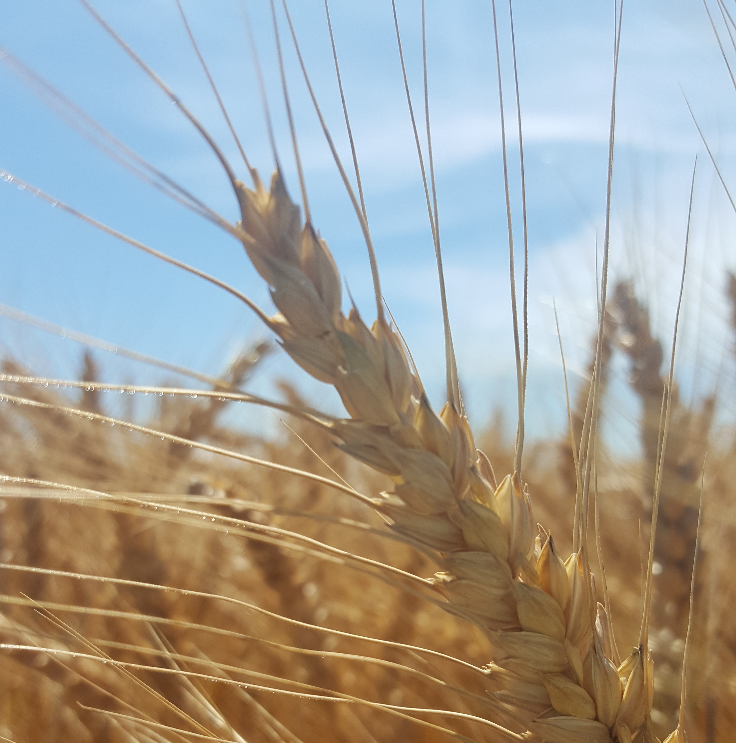 winter wheat (2) Kent Ag Research Inc.